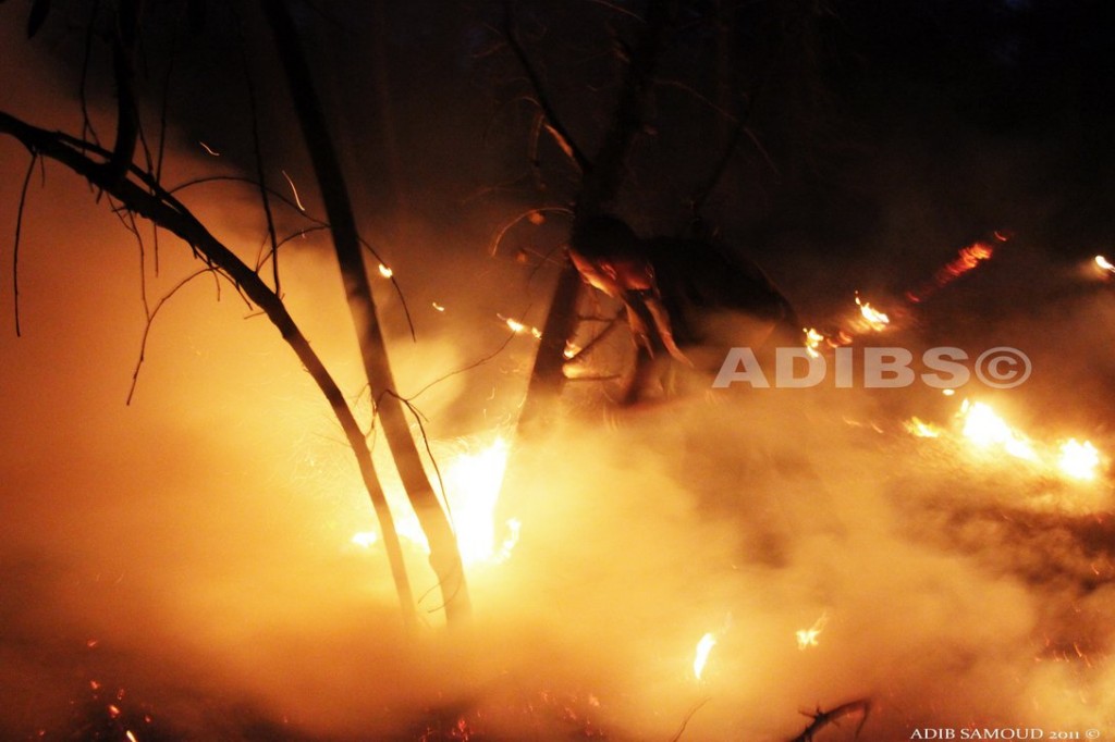 Opération Forêt Dar Chichou