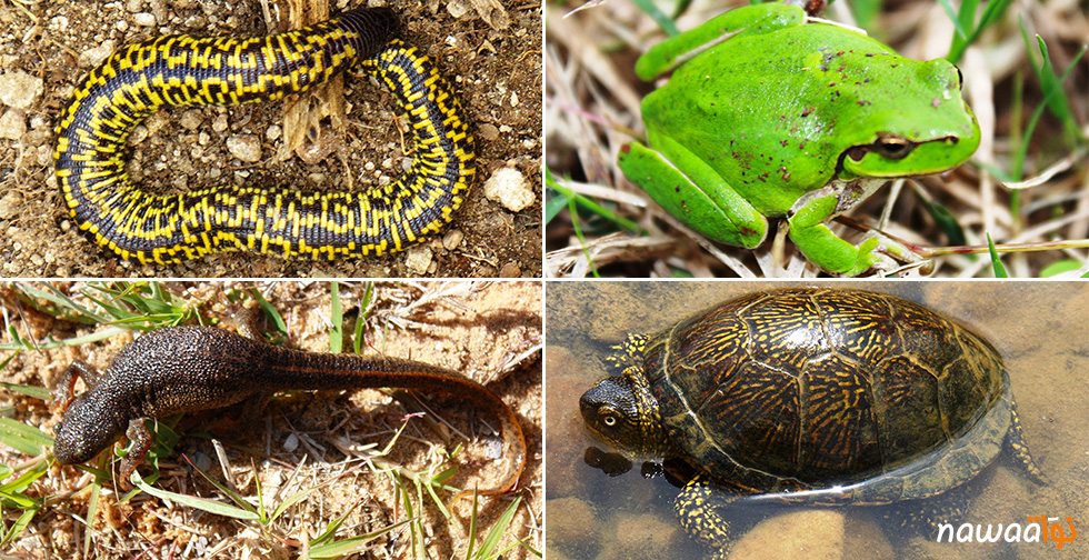 rarefaction-Amphibiens-Reptiles-Tunisie