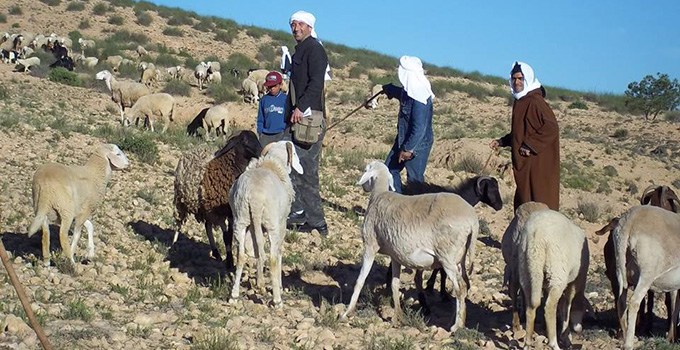 Chaambi-adnend-helali-troupeau
