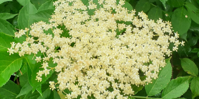 Détail montrant les fleurs de sureau noir