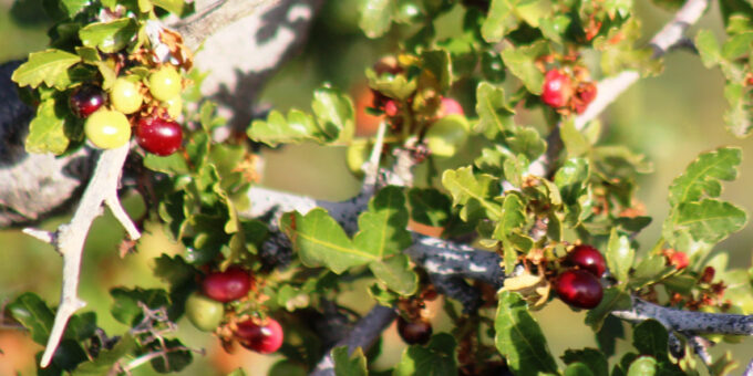 Détail montrant les fruits de sumac à feuilles d’aubépine
