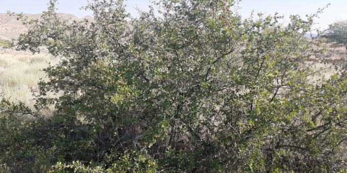 Pied de sumac à feuilles d’aubépine